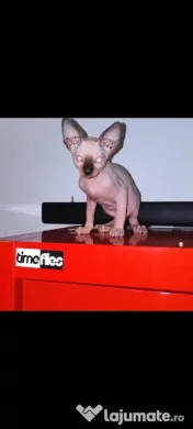 Sphynx Sfinx Sphinx 