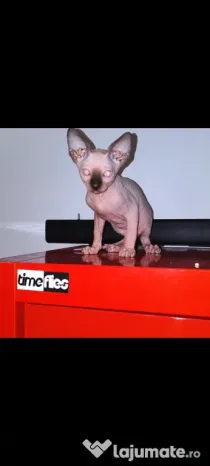 Sphynx Sfinx Sphinx
