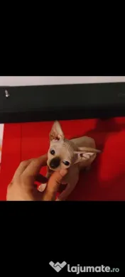 Sphynx Sfinx Sphinx 