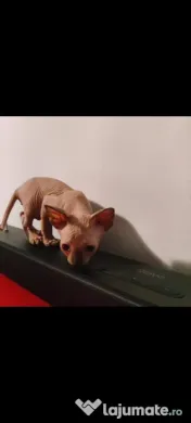 Sphynx Sfinx Sphinx 