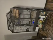 Vand voliera Montana Madeira II Antik (colivie) si papagali Agapornis Personata