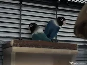 Vand voliera Montana Madeira II Antik (colivie) si papagali Agapornis Personata