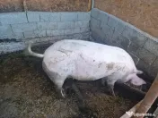 Vând 2 scroafe gestante 