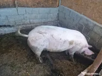 Vând 2 scroafe gestante