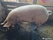 Vând 2 scroafe gestante 