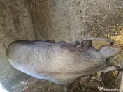 Vând 2 scroafe gestante 
