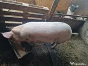 Vând 2 scroafe gestante 