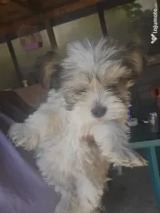 Bichon havenez. cauta casuta noua. 