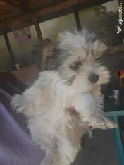 Bichon havenez. cauta casuta noua. 