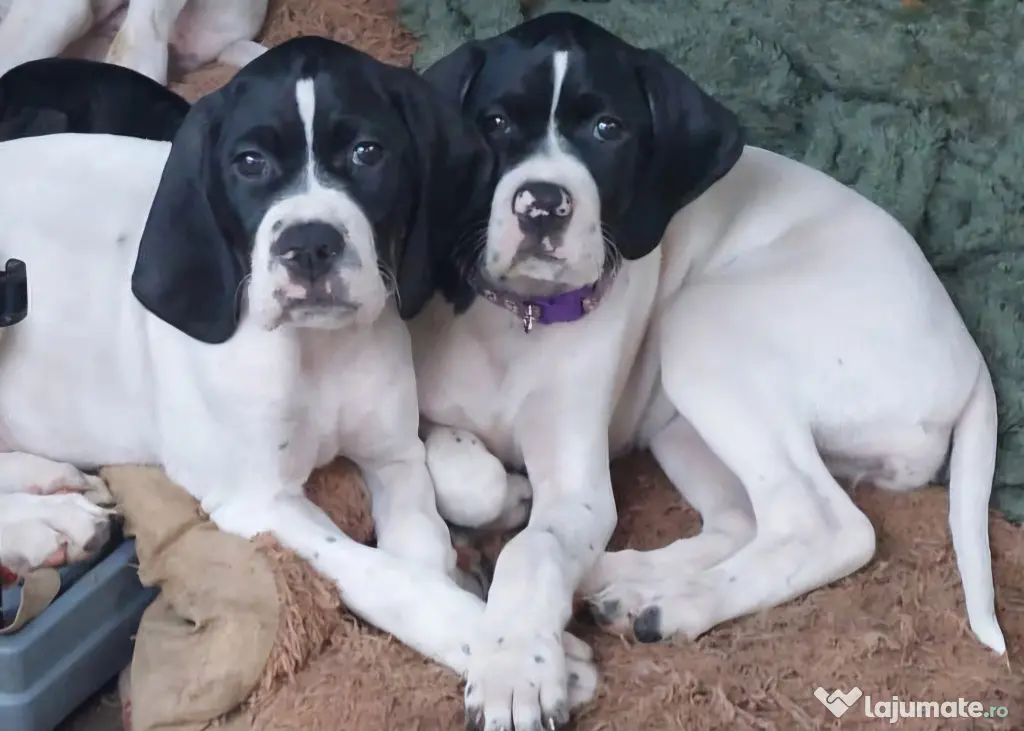 CATEI ENGLISH POINTER