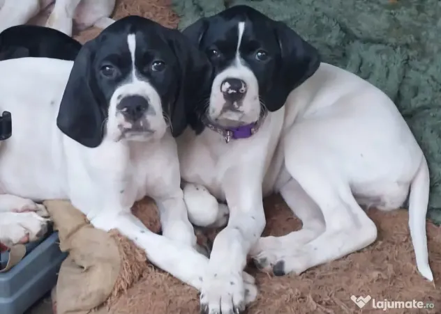 CATEI ENGLISH POINTER