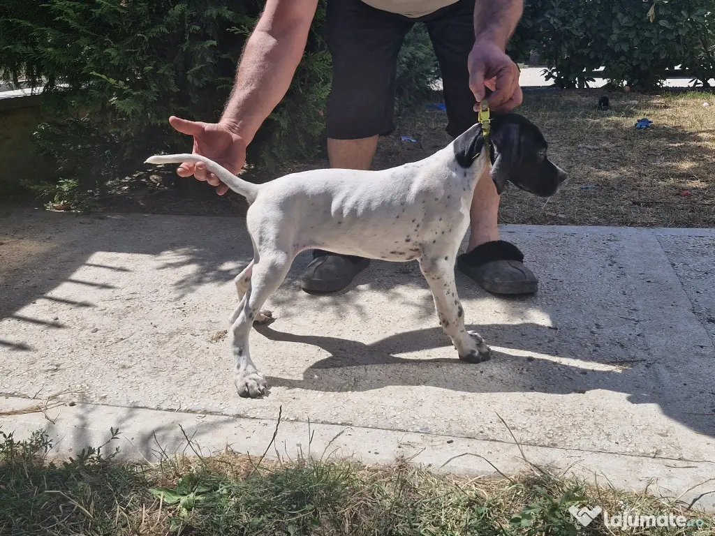 CATEI ENGLISH POINTER