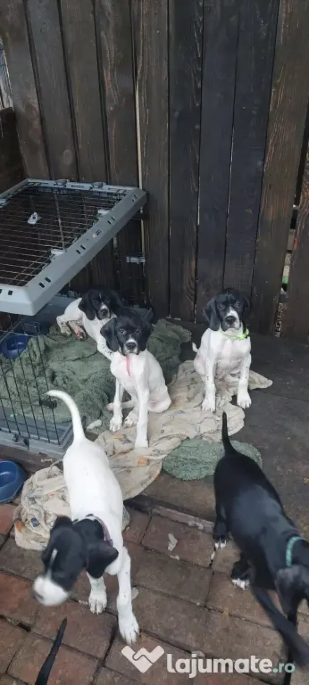 CATEI ENGLISH POINTER