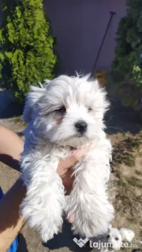 Pui bichon maltez de vanzare