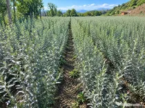 Puieți cătină Andros – polenizator pentru Mara, Clara, Cora, Dora