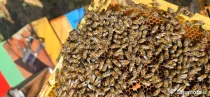 Vând familii de albine cu tot cu stupi / lăzi 1/1 10 rame- Dolj