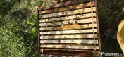 Vând familii de albine cu tot cu stupi / lăzi 1/1 10 rame- Dolj