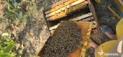 Vând familii de albine cu tot cu stupi / lăzi 1/1 10 rame- Dolj