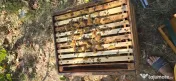 Vând familii de albine cu tot cu stupi / lăzi 1/1 10 rame- Dolj