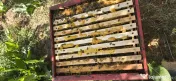 Vând familii de albine cu tot cu stupi / lăzi 1/1 10 rame- Dolj