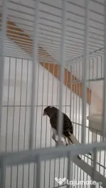 Canari