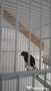Canari 