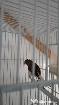 Canari