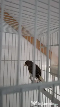 Canari