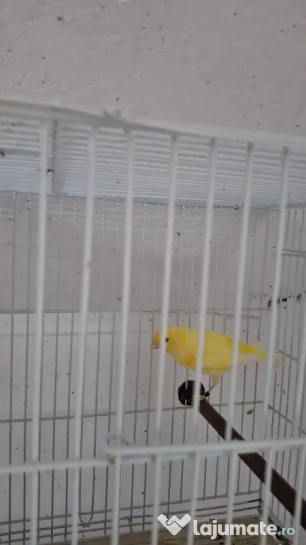 Canari