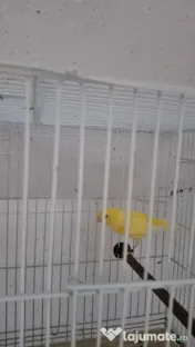 Canari 