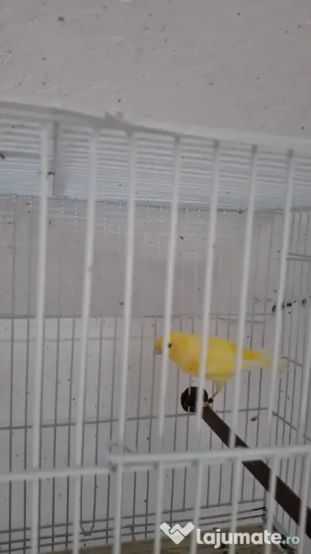 Canari