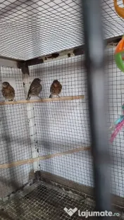 Canari 