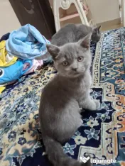 Vand pui de pisica british shorthair