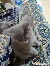 Vand pui de pisica british shorthair