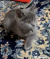 Vand pui de pisica british shorthair
