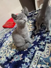 Vand pui de pisica british shorthair