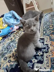 Vand pui de pisica british shorthair