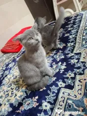 Vand pui de pisica british shorthair