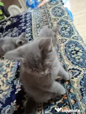 Vand pui de pisica british shorthair