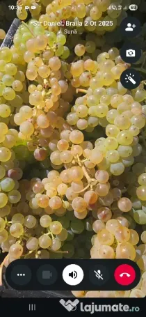 vand struguri de vin