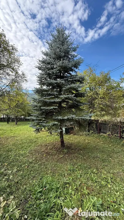 Vanzare teren 7582 mp (livada, faneata) cu casa in Prahova, Sat Poiana Trestiei