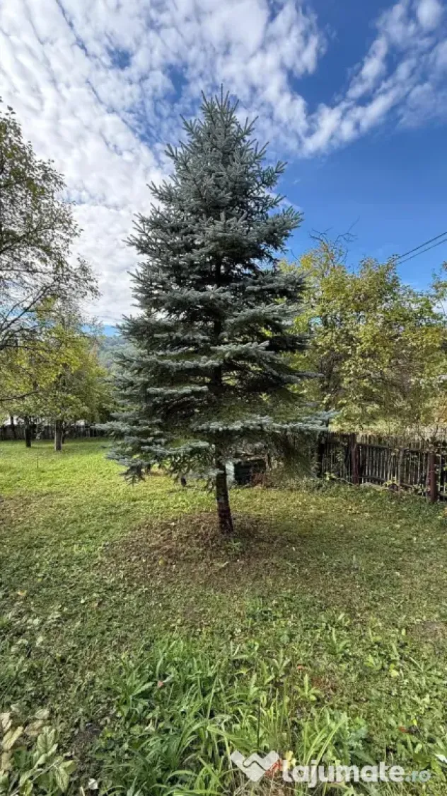 Vanzare teren 7582 mp (livada, faneata) cu casa in Prahova, Sat Poiana Trestiei