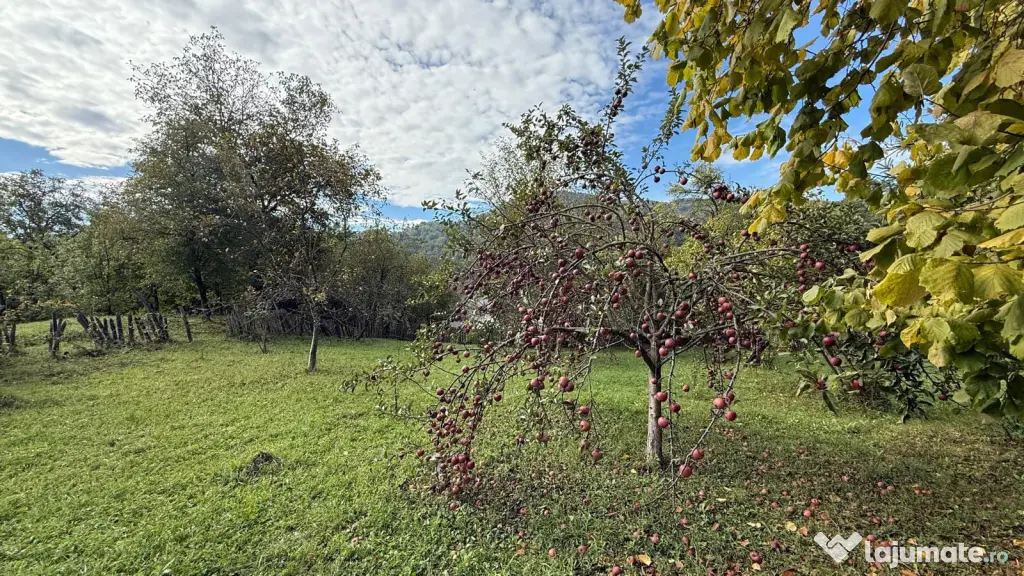 Vanzare teren 7582 mp (livada, faneata) cu casa in Prahova, Sat Poiana Trestiei