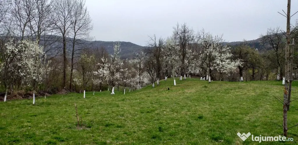 Vanzare teren 7582 mp (livada, faneata) cu casa in Prahova, Sat Poiana Trestiei