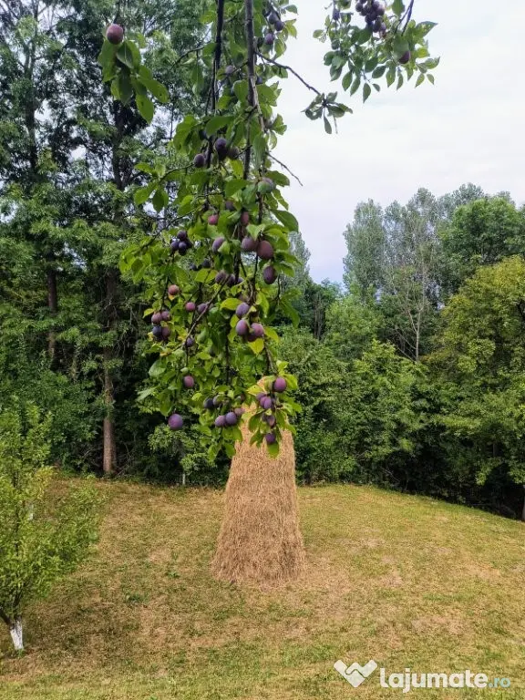 Vanzare teren 7582 mp (livada, faneata) cu casa in Prahova, Sat Poiana Trestiei