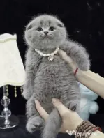 scottish fold blue rasa pura