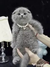 scottish fold blue rasa pura 