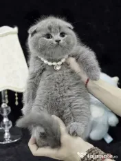 scottish fold blue rasa pura 