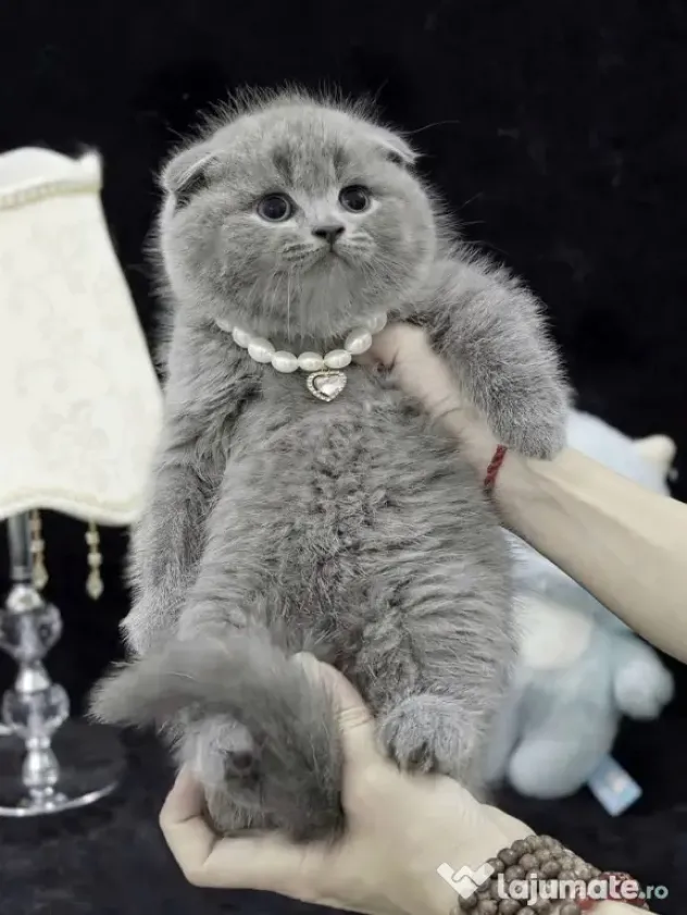 scottish fold blue rasa pura