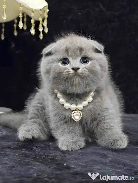 scottish fold blue rasa pura